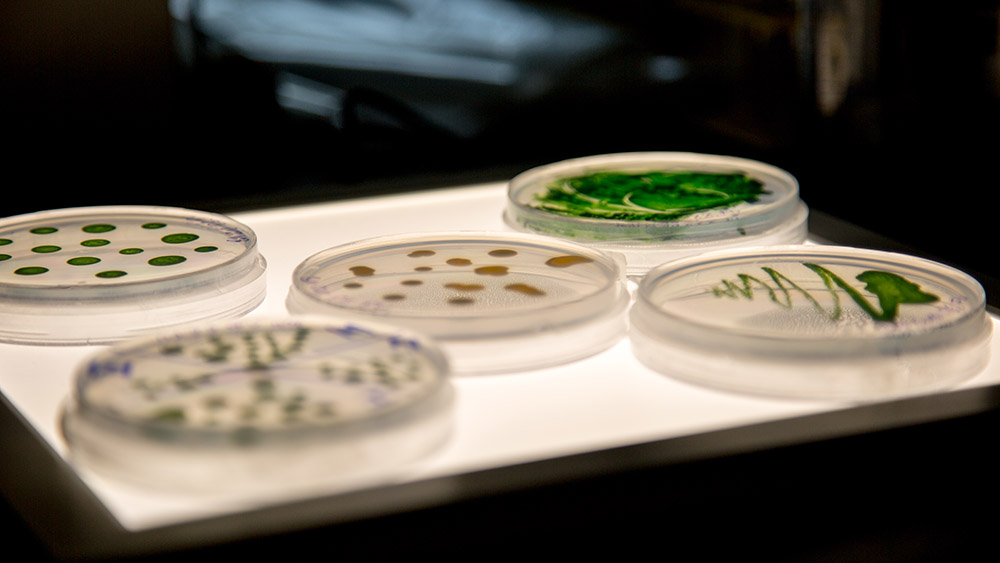 Petrischalen mit 3D-gedruckten Algenzellen.